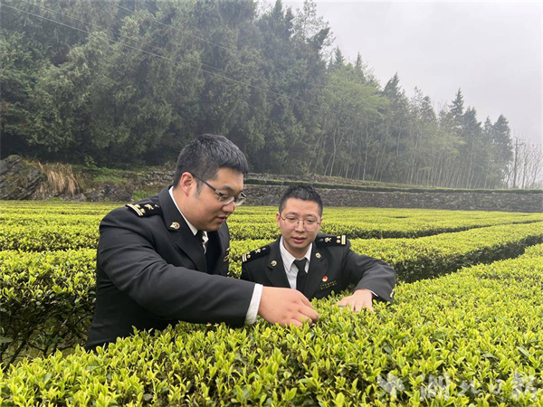 恩施茶企获AEO高级认证 鄂茶出海有了“VIP通道”