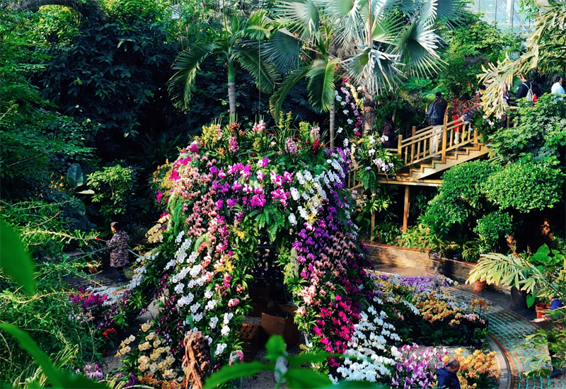 50万株郁金香泼洒春光 武汉植物园开启满园芳菲