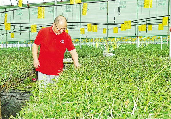 黃石生命健康産業産值近300億元 “鋼之城”長出新本草