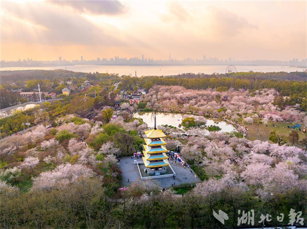 武汉早樱绽放迎春 东湖樱花园即将开园