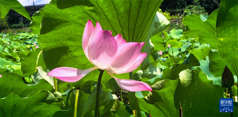 湖北武汉:秋风拂江城 荷韵满东湖