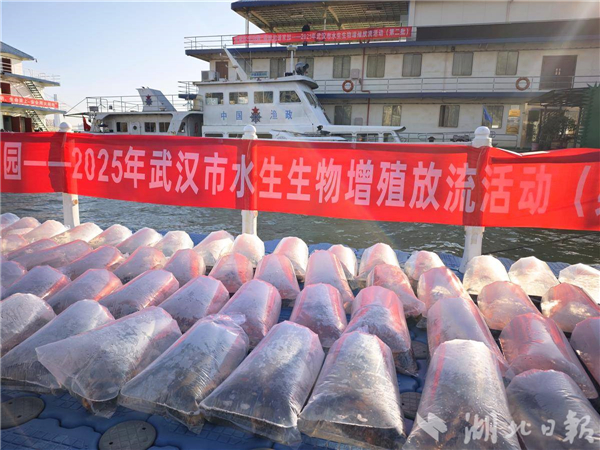 武汉放流40万尾珍贵鱼苗 助力长江生物多样性恢复