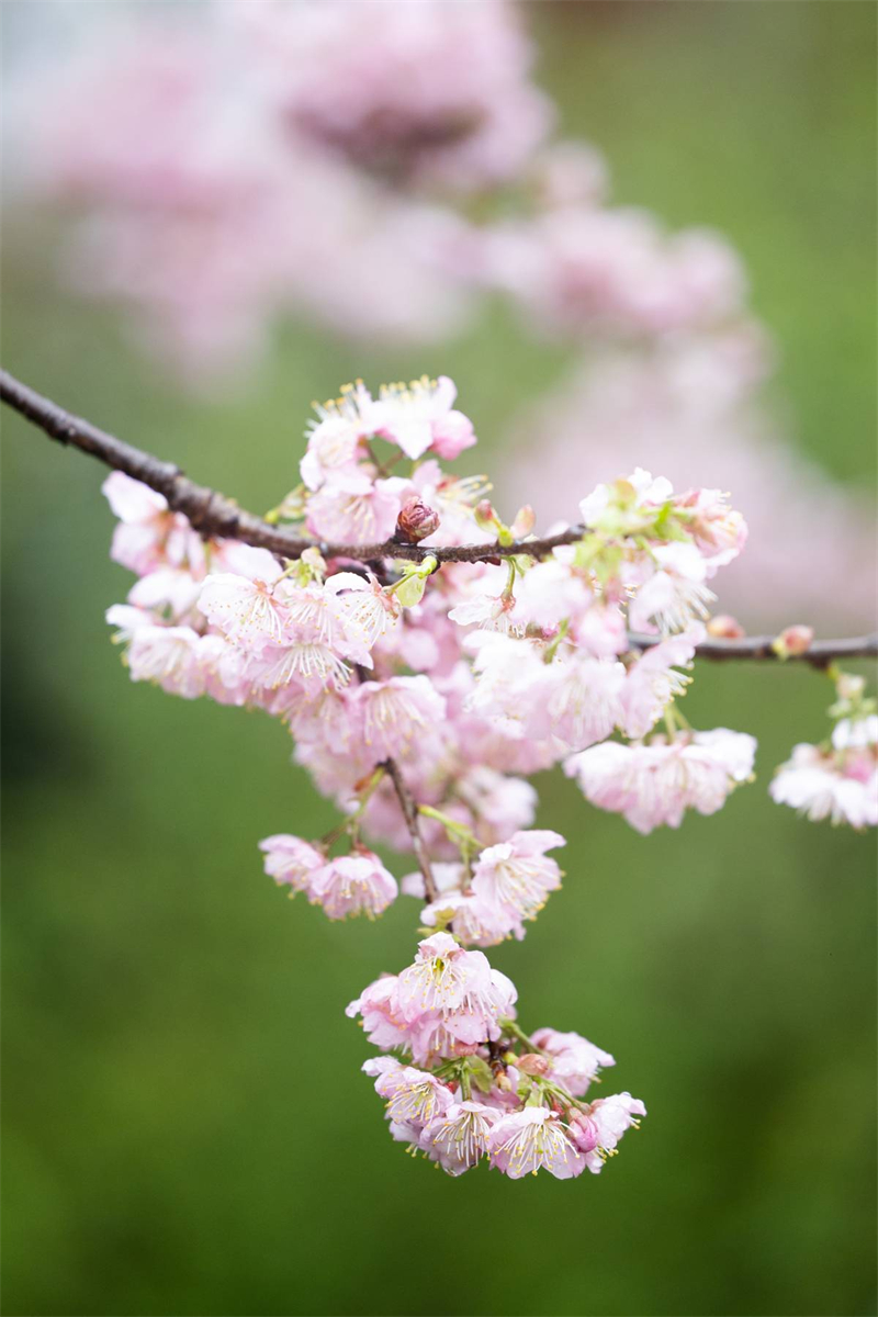 中国樱花集体亮相 武汉东湖樱园正式开园