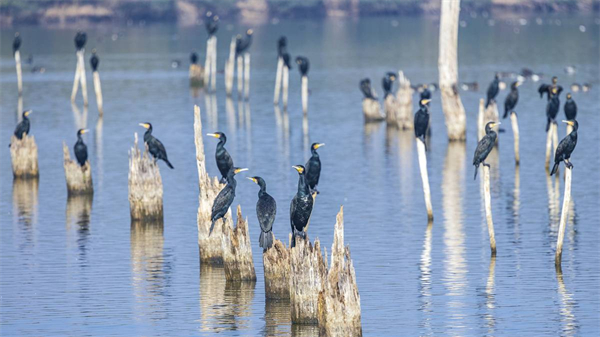 世界候鳥日 百餘名市民南湖畔探秘鳥類世界
