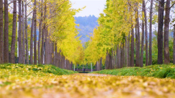 湖北多地“落叶缓扫”如约而至！2025年的秋意浓藏在这些诗意角落