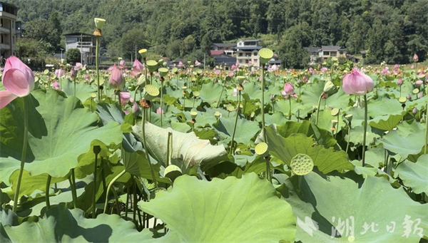 武汉蔡甸培育“太空莲” 荷香醉来凤