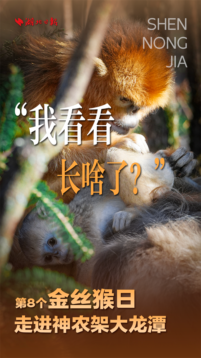 海報|大龍潭的“猴寶寶”長大啦!