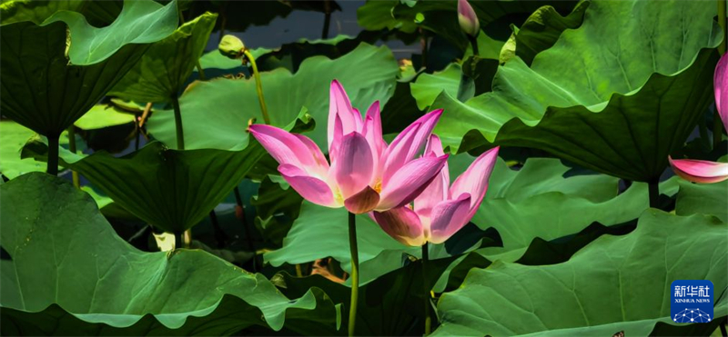 湖北武汉:秋风拂江城 荷韵满东湖