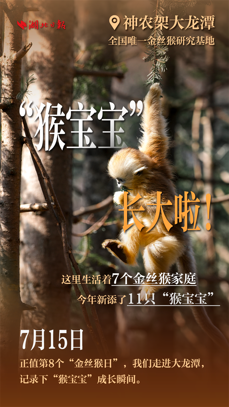 海報|大龍潭的“猴寶寶”長大啦!