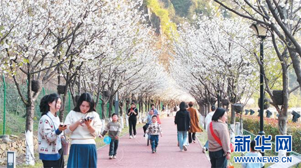 湖北郧西:“花经济”赋能“西引力”