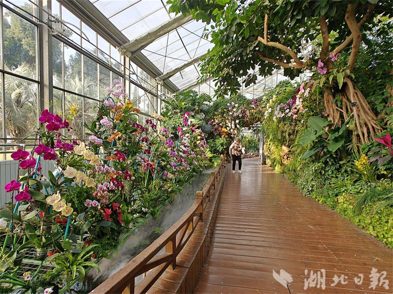 万株热带兰今日在武汉植物园盛开迎接新年