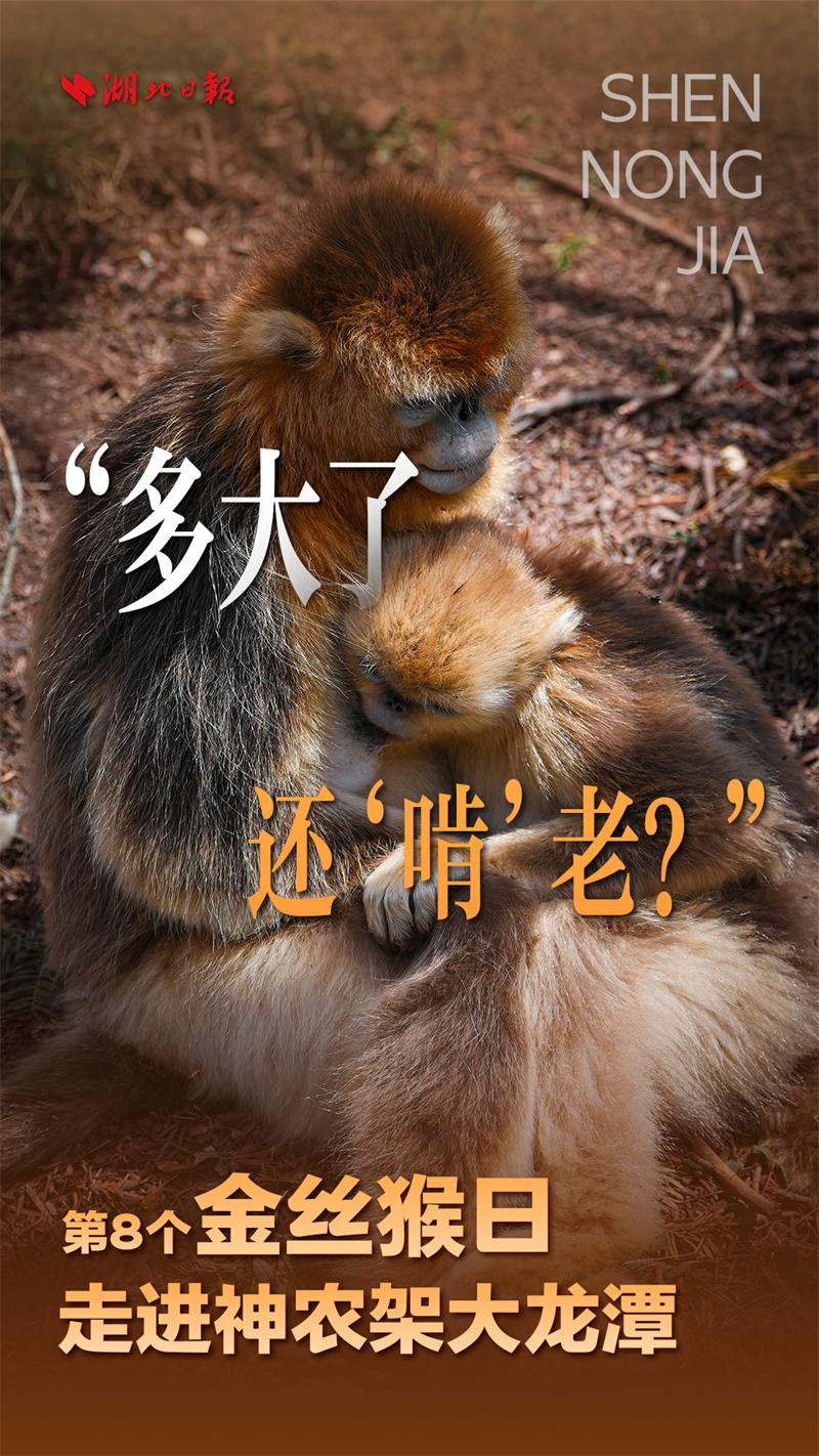 海報|大龍潭的“猴寶寶”長大啦!