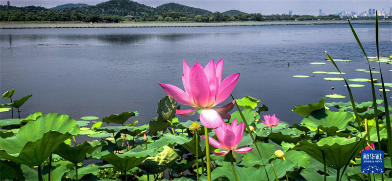 湖北武汉:秋风拂江城 荷韵满东湖