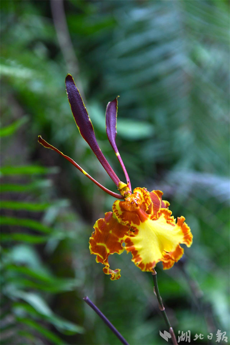 万株热带兰今日在武汉植物园盛开迎接新年