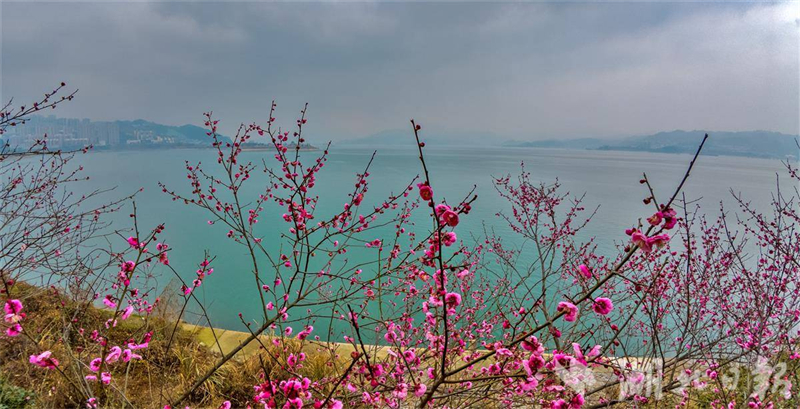 梅绽寒枝添亮色 三峡库区春来早