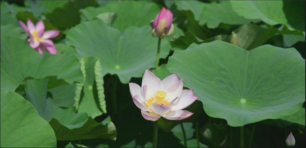 徒手抓鴨、啃瓜大賽、看擺手舞 宣恩麻陽寨土家嘉年華火熱啟幕