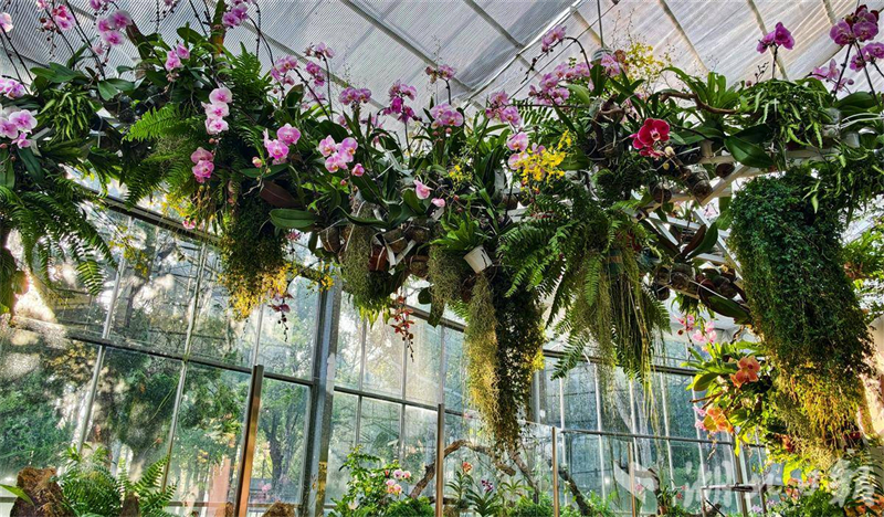 万株热带兰今日在武汉植物园盛开迎接新年