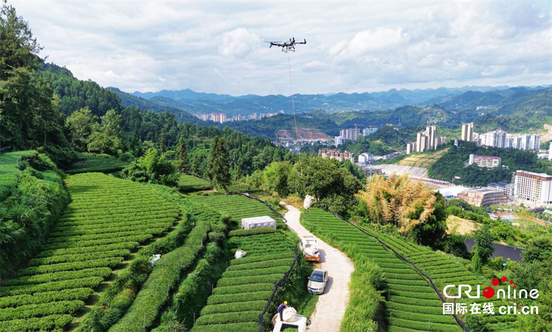 一抹恩施香|在武陵山区探访全球抹茶版图上的“中国新坐标”