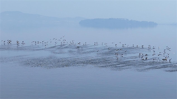 湖北武穴:守护湿地生态 护航绿色发展