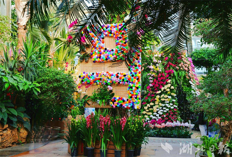 万株热带兰今日在武汉植物园盛开迎接新年