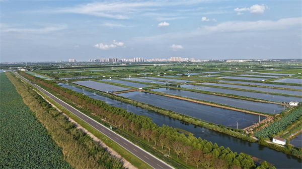 洪湖6.5萬畝蟹塘“洗了澡” 尾水零入湖每畝多賺2000元