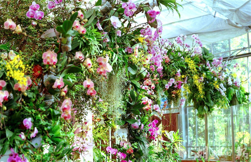 万株热带兰今日在武汉植物园盛开迎接新年