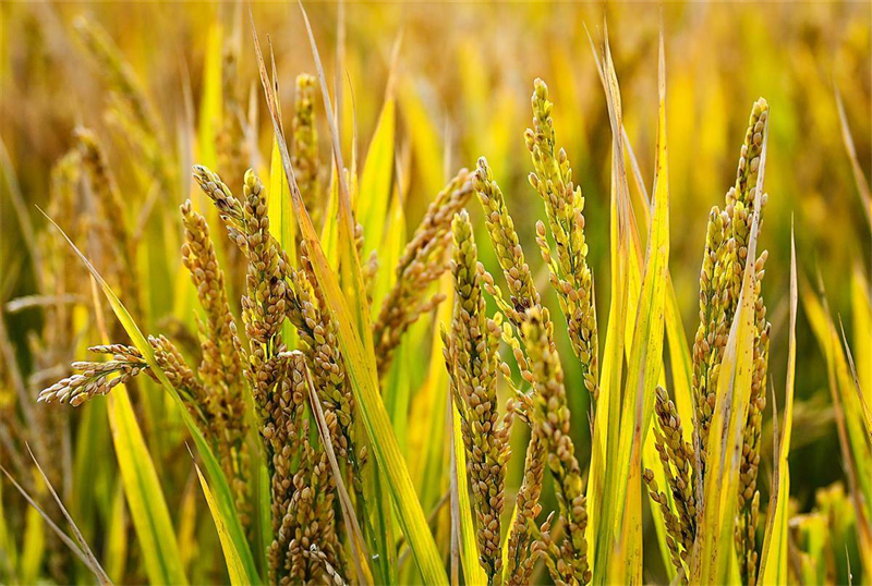 回眸2025湖北十大科技事件