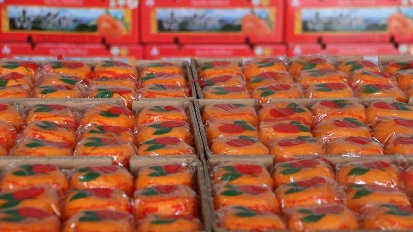 宜昌长阳:电商物流赋能产业发展 清江椪柑成为强村富民“金果果”