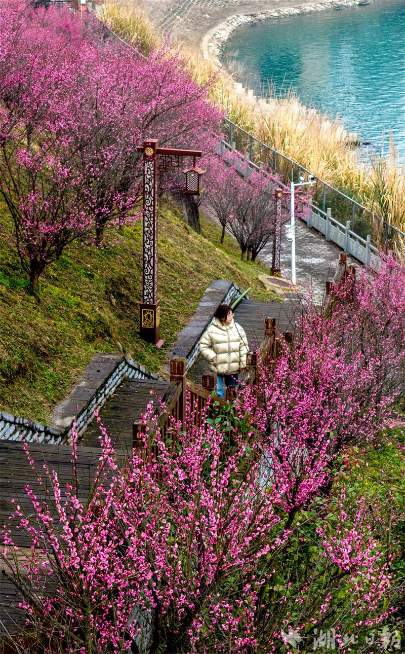 梅绽寒枝添亮色 三峡库区春来早