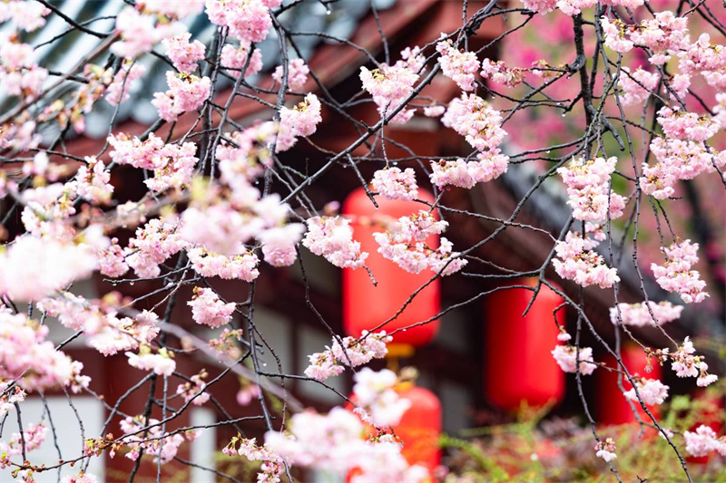 中国樱花集体亮相 武汉东湖樱园正式开园