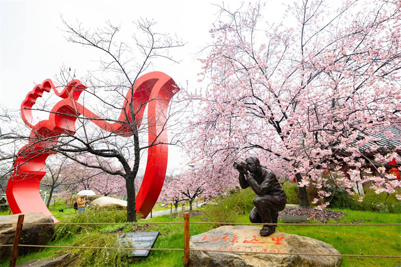 中国樱花集体亮相 武汉东湖樱园正式开园