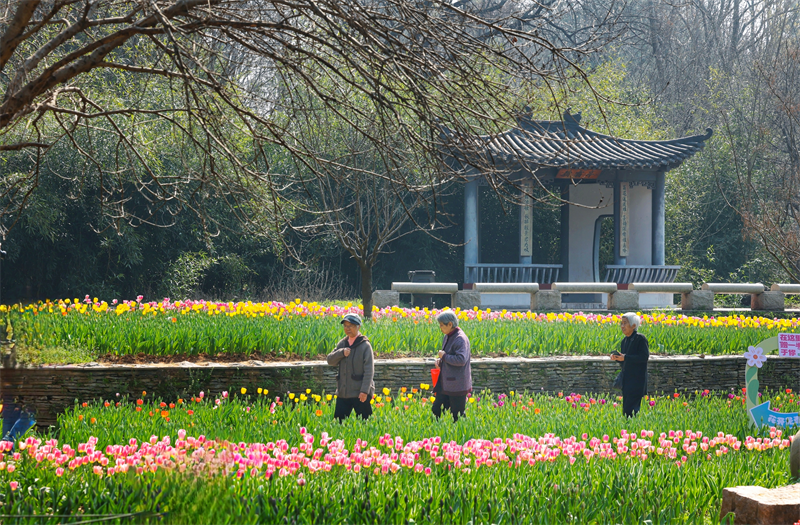 50万株郁金香泼洒春光 武汉植物园开启满园芳菲