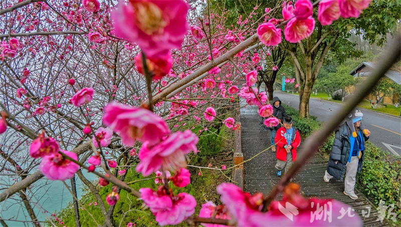 梅绽寒枝添亮色 三峡库区春来早