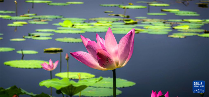湖北武汉:秋风拂江城 荷韵满东湖