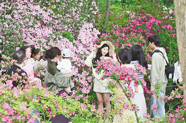 武汉植物园7万株杜鹃绚烂绽放
