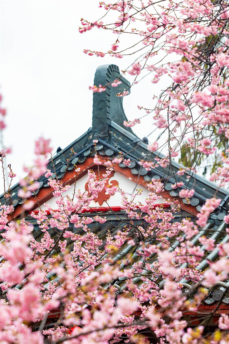 中国樱花集体亮相 武汉东湖樱园正式开园