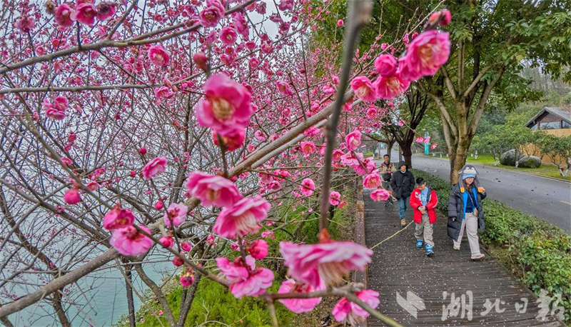 梅绽寒枝添亮色 三峡库区春来早