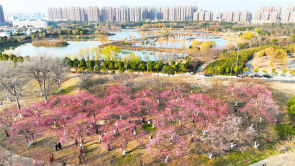 三九寒天寻梅去 武汉竹叶海公园开启“梅”好时光