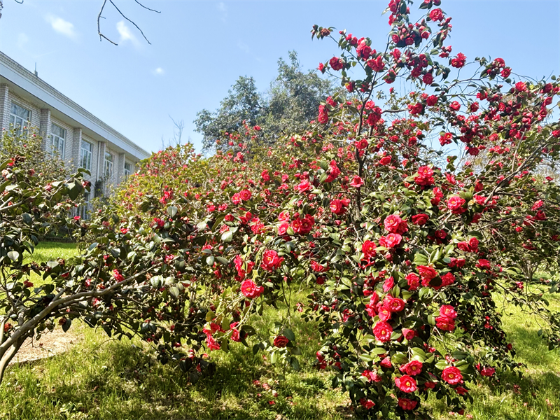 50万株郁金香泼洒春光 武汉植物园开启满园芳菲