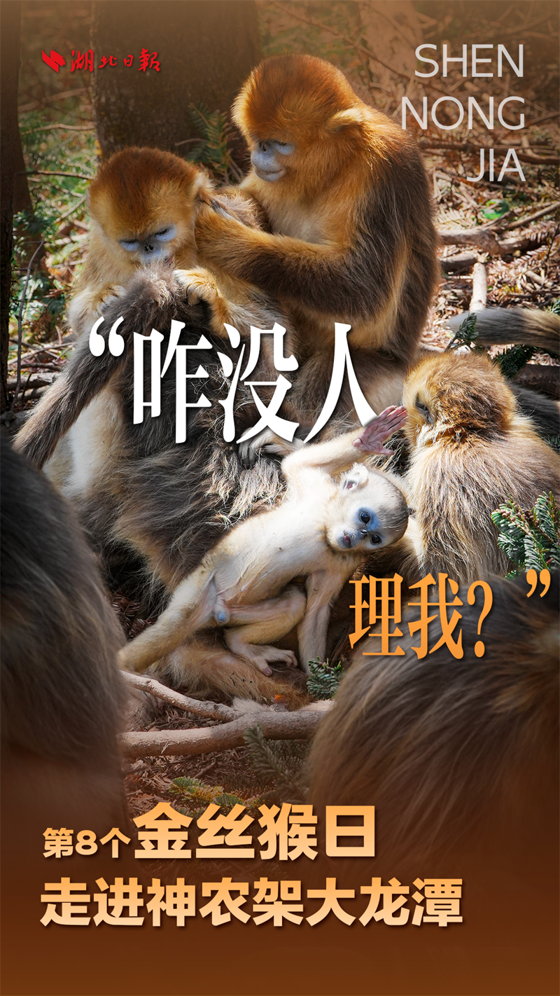 海報|大龍潭的“猴寶寶”長大啦!