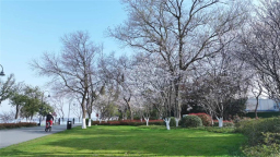 全城皆樱景！武汉将打造232处赏樱区域