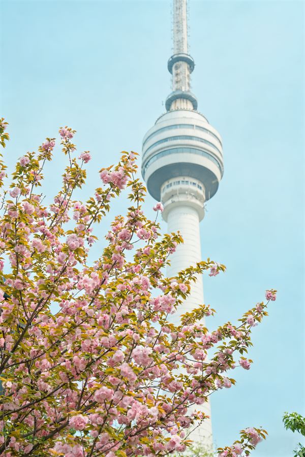 课堂搬到花树下 武汉龟山公园上演一场浪漫的自然课堂