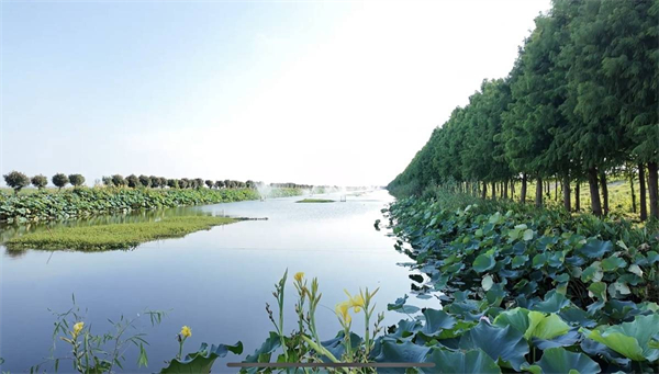 洪湖6.5萬畝蟹塘“洗了澡” 尾水零入湖每畝多賺2000元