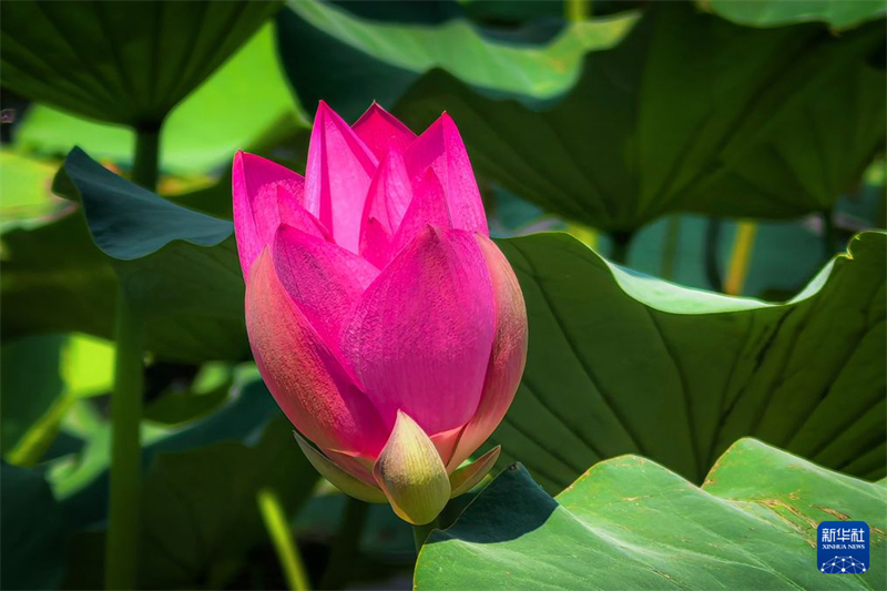湖北武汉:秋风拂江城 荷韵满东湖
