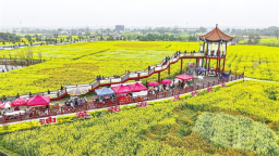 湖北省油菜花节沙洋启幕 80万亩油菜花盛放迎客