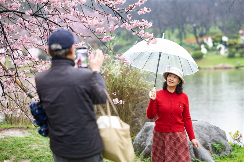 中国樱花集体亮相 武汉东湖樱园正式开园