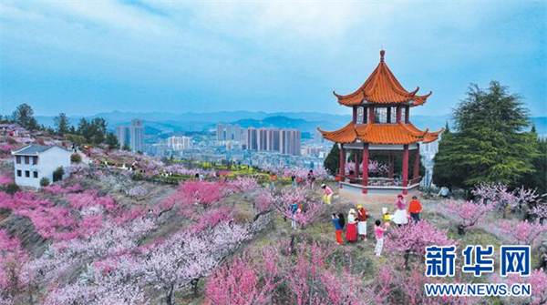 湖北郧西:“花经济”赋能“西引力”