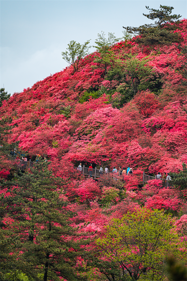 麻城赴汉举办全域大文旅推介会 邀客共赏十万亩杜鹃花海