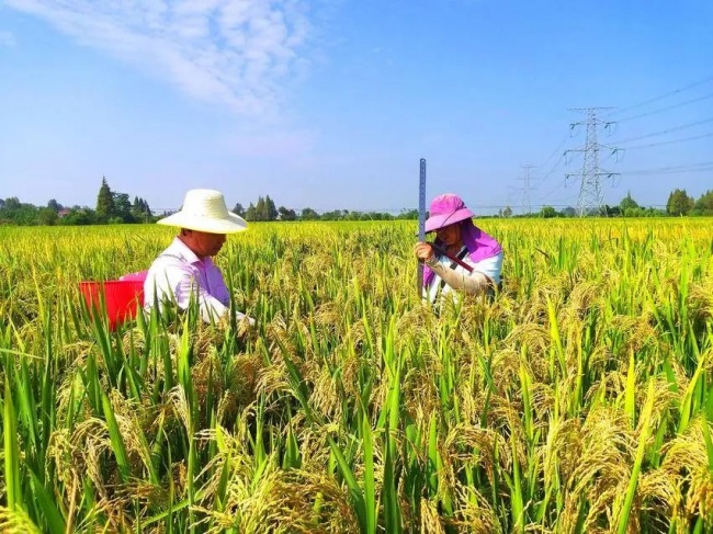 青春“破圈”助農!孝南“煙紅力量”盤活田間“致富三寶”