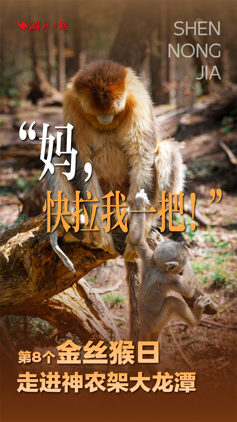 海報|大龍潭的“猴寶寶”長大啦!